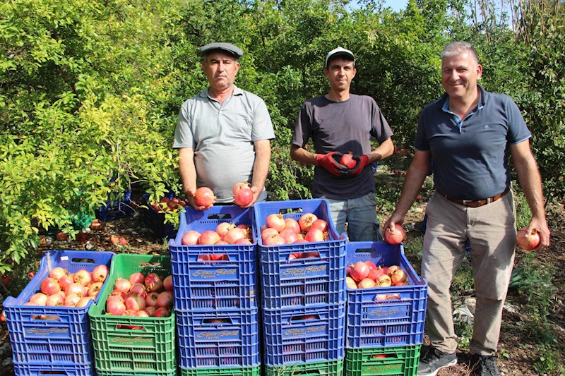 İklim değişikliği narda kaliteyi düşürdü