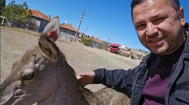 Kızıl geyik köye indi