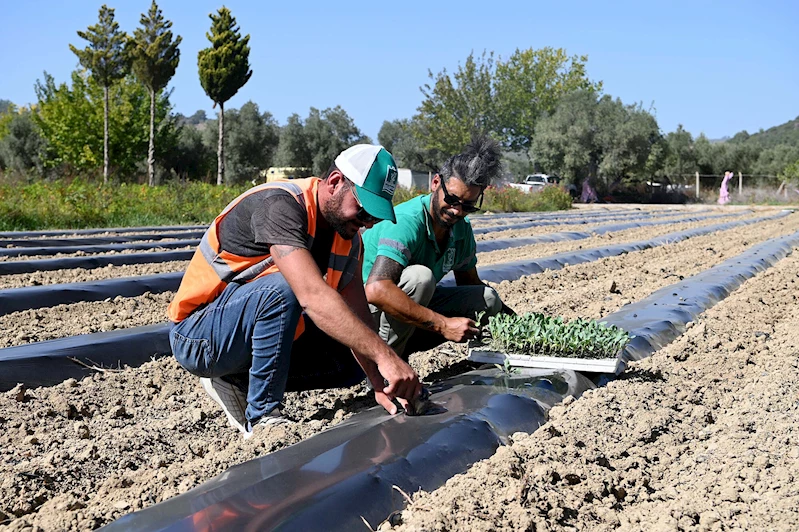 Adabahçe bu kış da sofralara lezzet ve bereket katacak