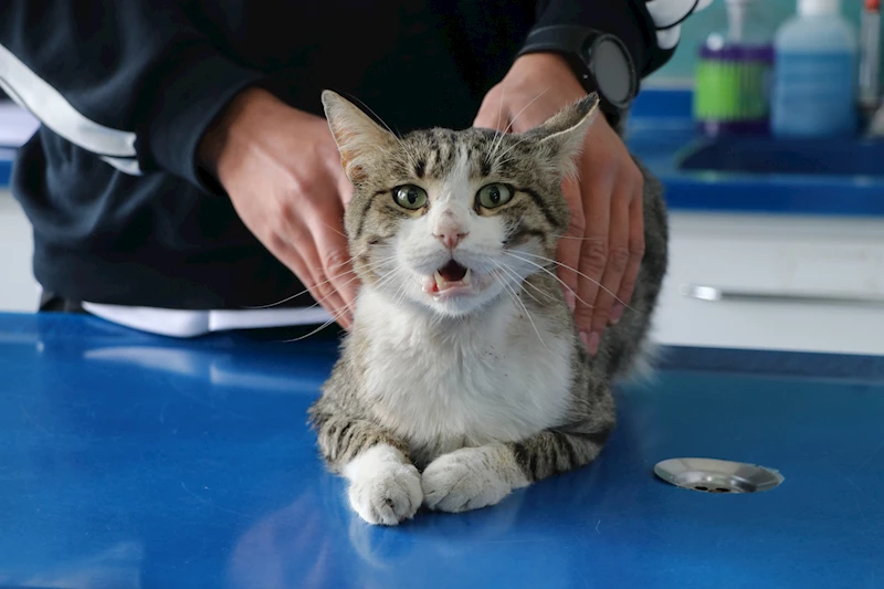 Çuvala konulup, mahalleden uzaklaştırmak istenen kedi sahiplendirilecek