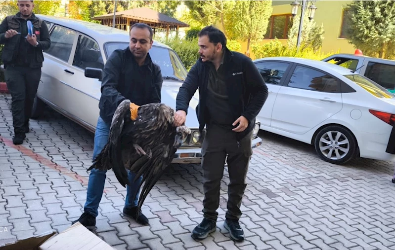 Kütahya’da yaralı halde bulunan akbaba, tedaviye alındı