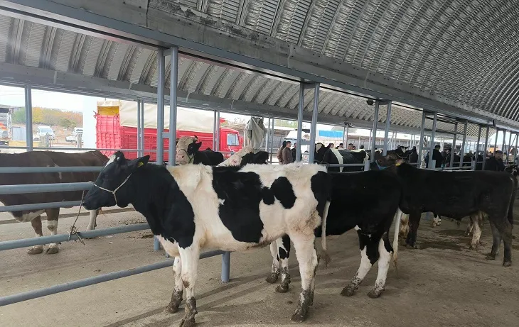 Edirne’de hastalık nedeniyle kapatılan canlı hayvan pazarı yeniden açıldı