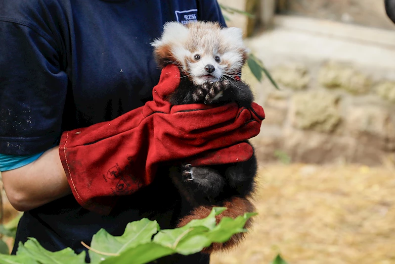 İskoçya’da havai fişek sesinden korkan ‘kırmızı panda’ yavrusu hayatını kaybetti