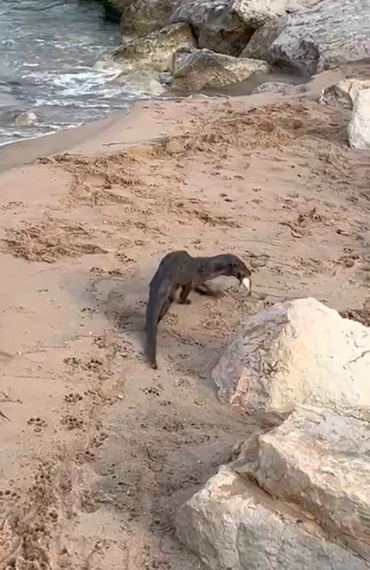 Su samurunun balık avlaması kamerada