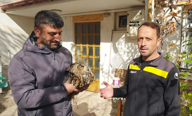 Nesli tehlikedeki puhu kuşunun ölümü mahalleliyi üzdü