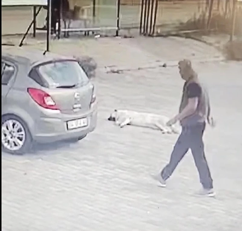 Köpeğin üzerinden geçip yoluna devam etti; o anlar kamerada