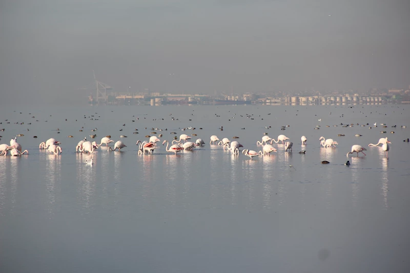 İzmit Körfezi’nde flamingo güzelliği / Ek Fotoğraflar