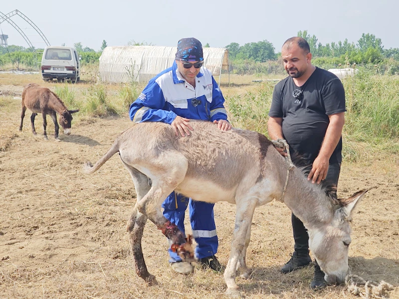 Ölüme terk edilen yaralı eşeği tedavi ettirip, yeniden yürümesini sağladı