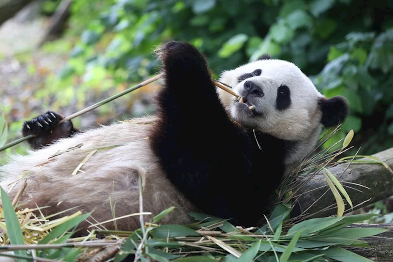 Dev pandalar Xingqiu ve Yilan, Avustralya’ya ulaştı