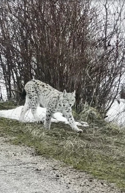 Karla kaplı arazide gezen vaşaklar kamerada