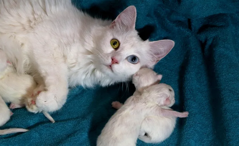  Van Kedi Villasında yavru heyecanı, 2024