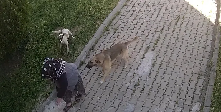 Yaşlı kadın köpeklerin saldırısından kaçarken düşüp yaralandı,o anlar kamerada