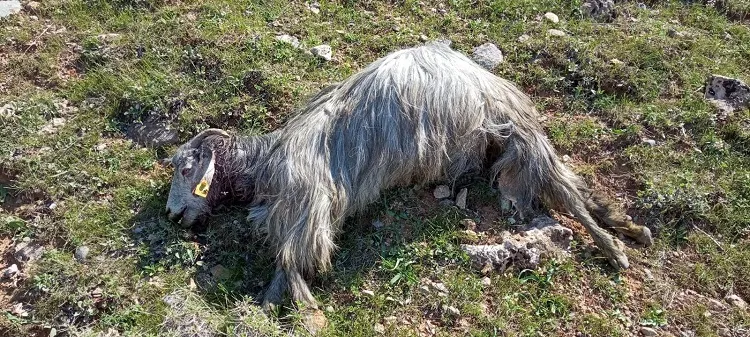 Hakkari’de sürüye dalan kurt 13 küçükbaş hayvanı öldürdü