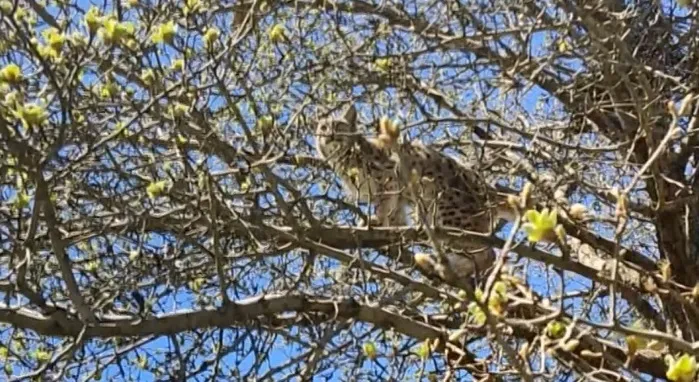 Vaşak, Kangal köpeklerinden ağaca tırmanarak canını kurtardı