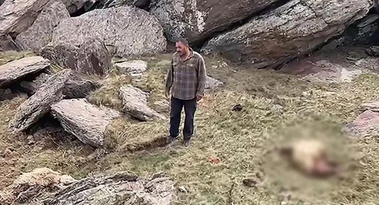 Kars’ta kurtlar sürüye saldırdı,70 koyun öldü