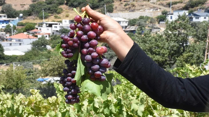 Sıcaklar nedeniyle İzmir’de Kavacık üzümünde erken hasat