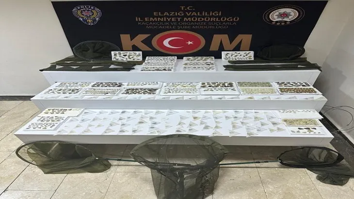 Elazığ’da 1472 kelebek ele geçirildi; yabancı uyruklu 1 kişiye gözaltı