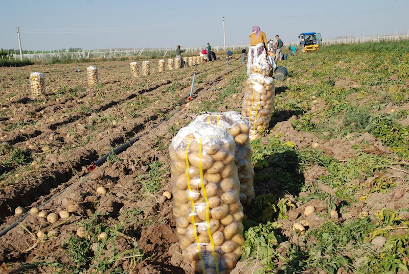 İklim değişti; yazlık ve kışlık patates aynı dönemde hasat edilince fiyat 4 liraya düştü