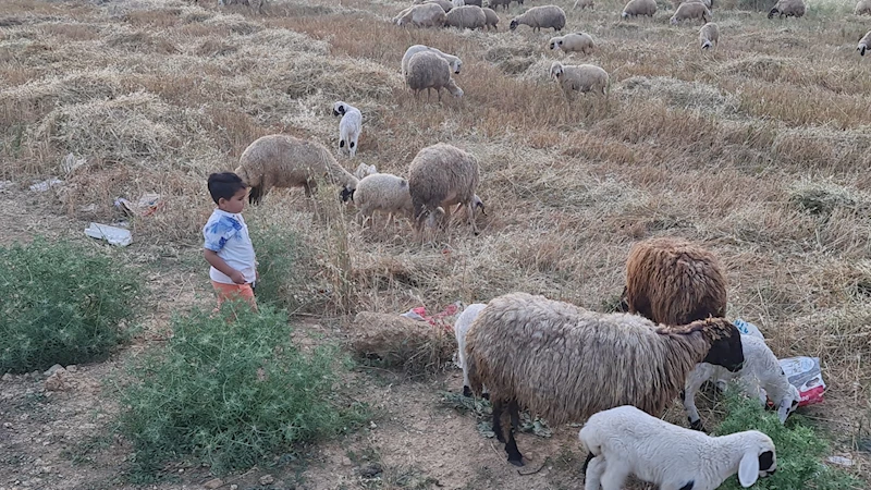 Kadirli’de küçükbaş ve büyükbaşlara 