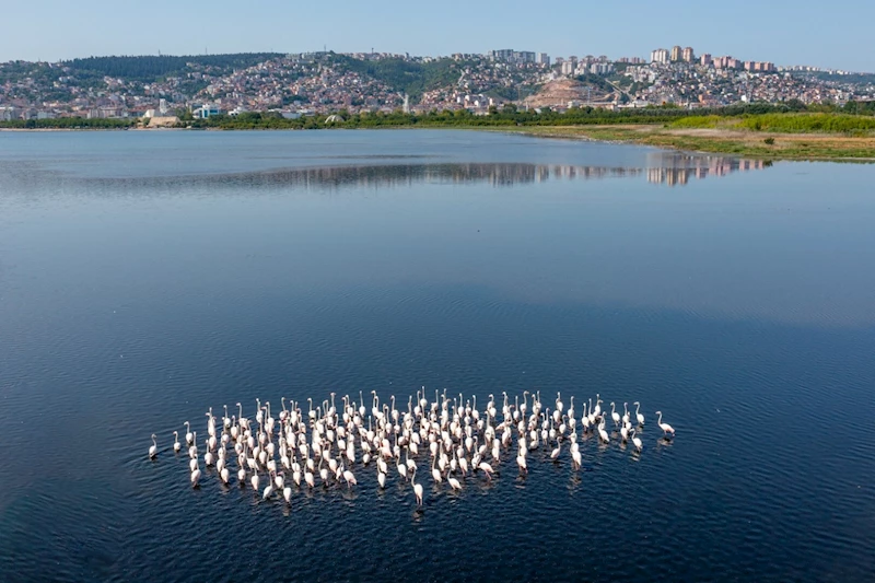 İzmit Körfezi