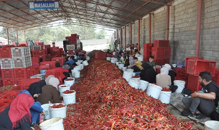 Gaziantep’te 8 bin tarım işçisi, biber temizleyerek geçimini sağlıyor