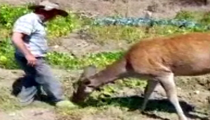 Burdur’da  kızıl geyik,tarlada kavun yerken görüntülendi