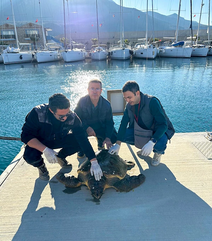 Muğla’da yaralı caretta caretta, tedaviye alındı