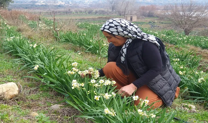 Kadın üretici, nergislerine pazar arıyor