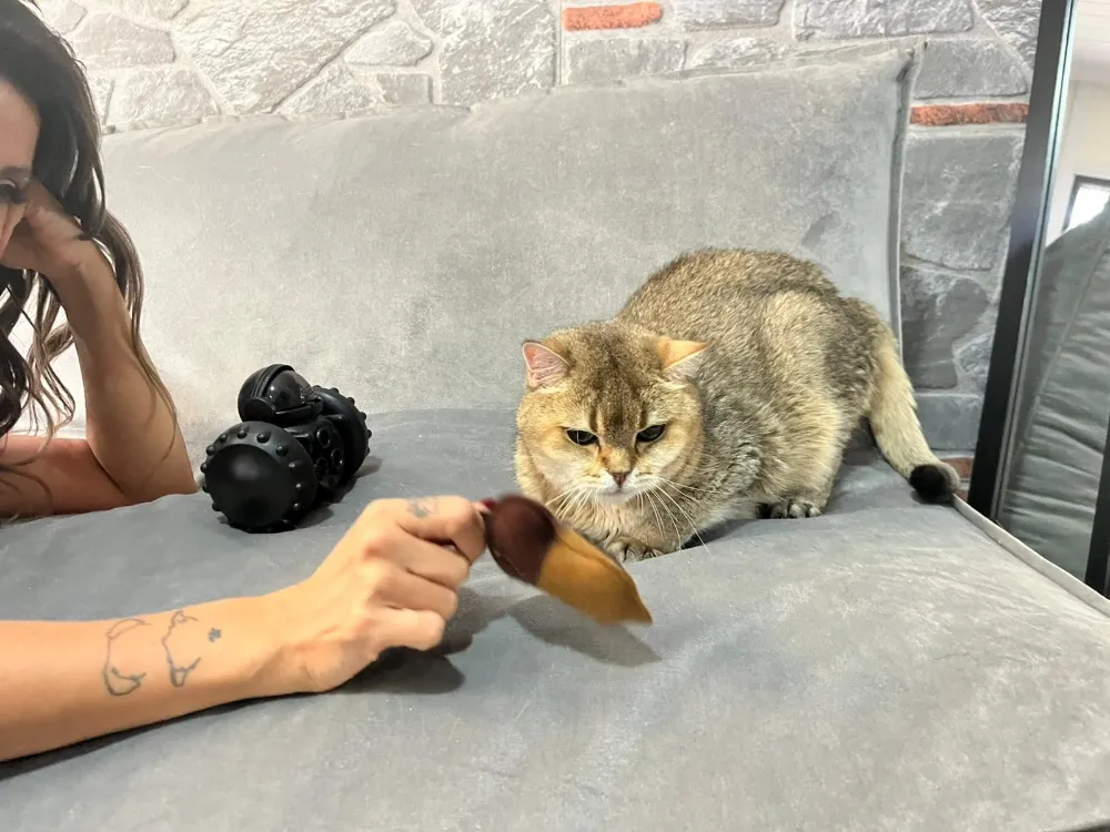 Takıntı hastası kedi ‘Artas’a, antidepresanlı tedavi