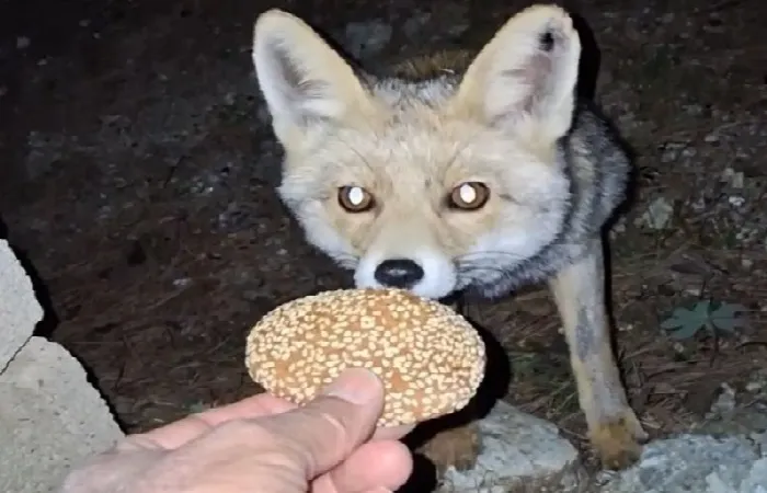 Kömbe yiyen tilki kamerada