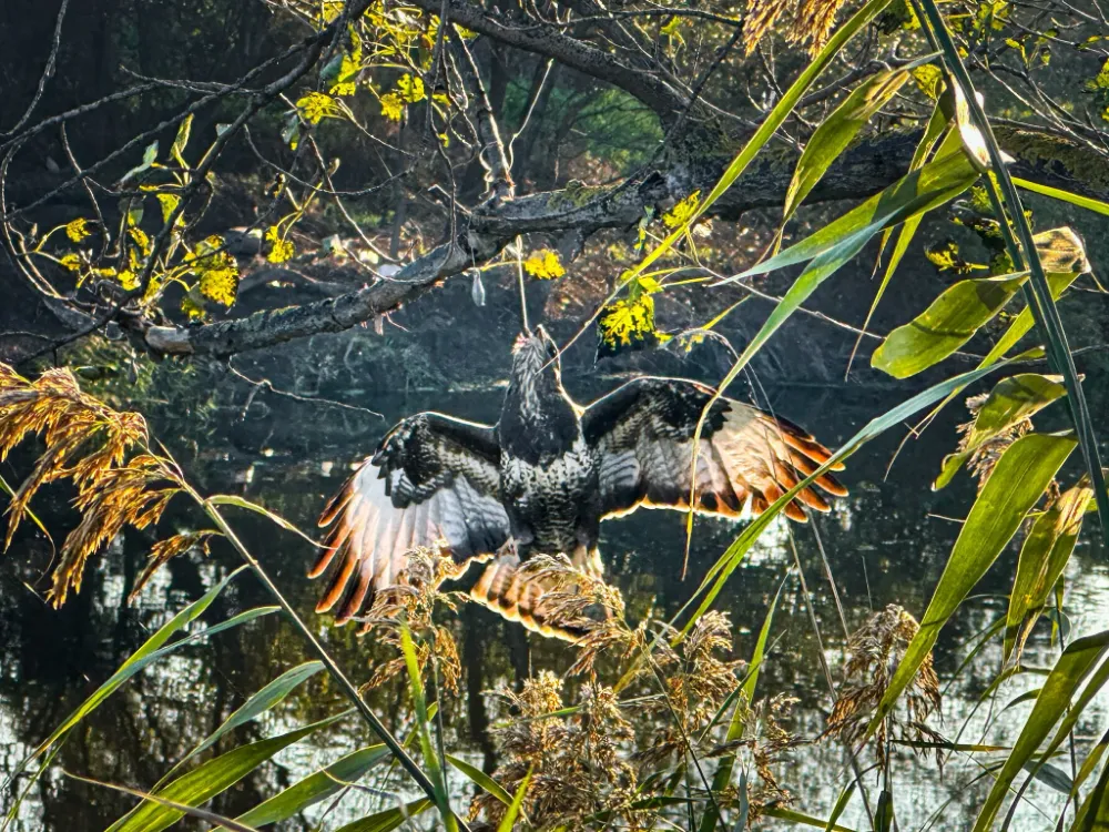 Gagasına olta takılı halde ağaca asılı kalan şahin kurtarıldı