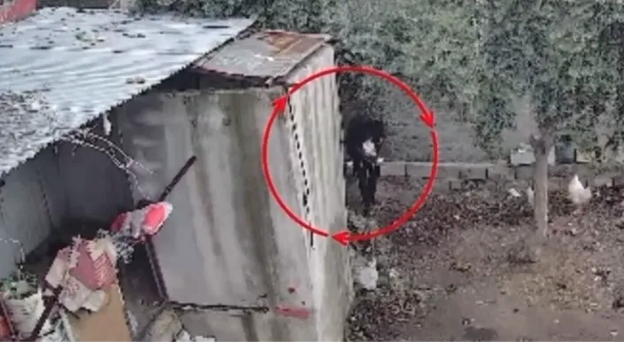 Osmaniye’de kümeslerden tavuk çalan hırsız tutuklandı; hırsızlık anı kamerada