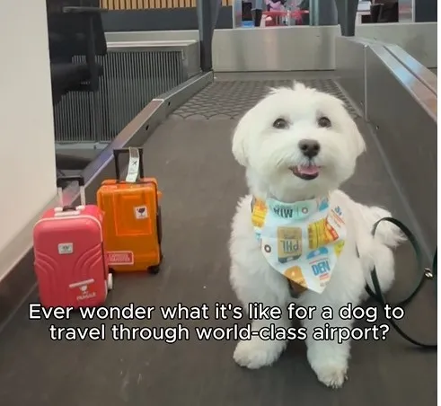 Dünya turundaki köpek ‘Tofu’ İstanbul Havalimanı’nda