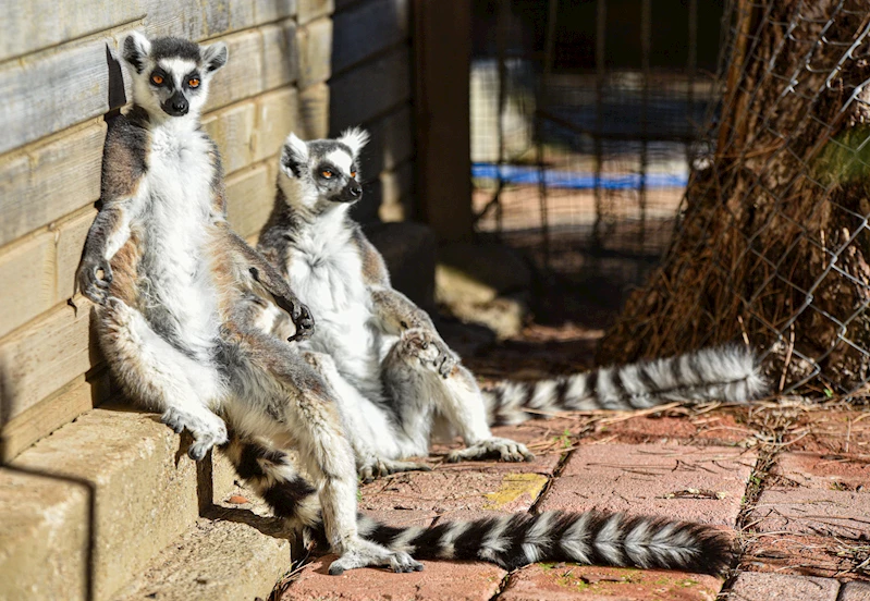 Lemurların kış rutini, güneşi selamlamak