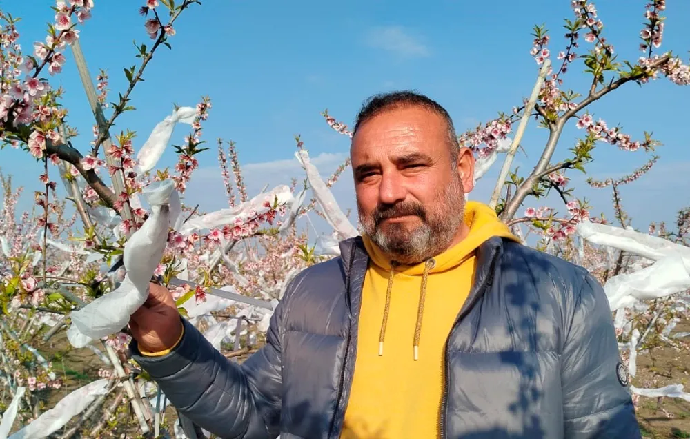 Çiçek açan şeftali ağaçlarını dona karşı tülle sardı