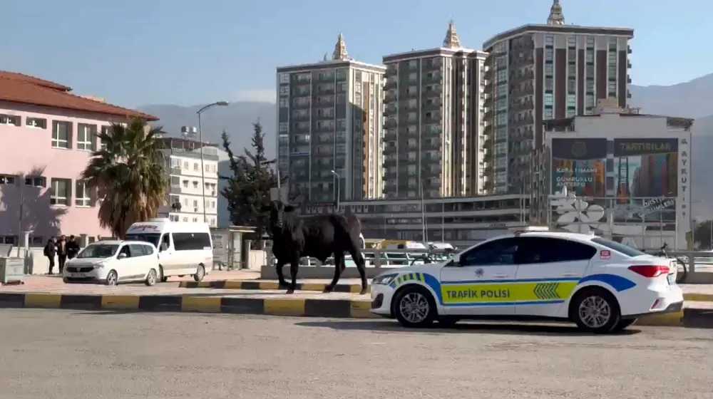 Limandan kaçan angus 3 saatlik takiple yakalandı