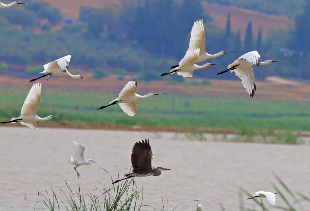 Türkiye’nin Yeni Kuş Cenneti,Reyhanlı Baraj Gölü 