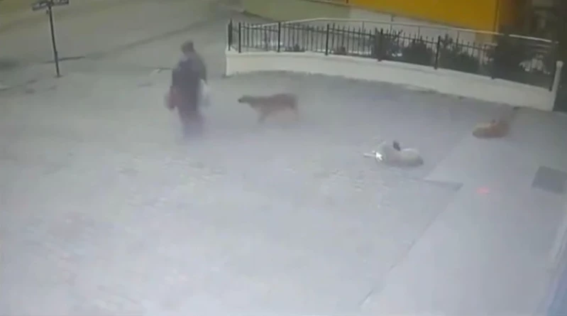 Başıboş köpeğin saldırısına uğrayan kadın yaralandı; o anlar kamerada