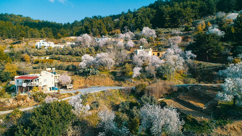 Badem ve kirazlar erken çiçek açtı,üretici tedirgin