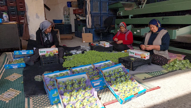 Kayısı çağlası yüz güldürüyor