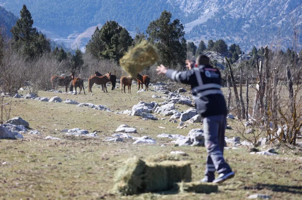 Yılkı atları için meraya saman bırakıldı