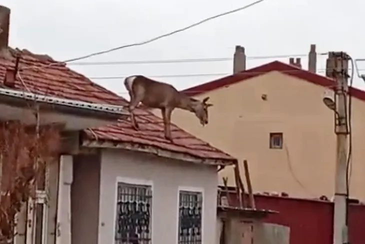 Köpeklerden kaçıp çatıya çıkan kızılgeyik,düşerek öldü 