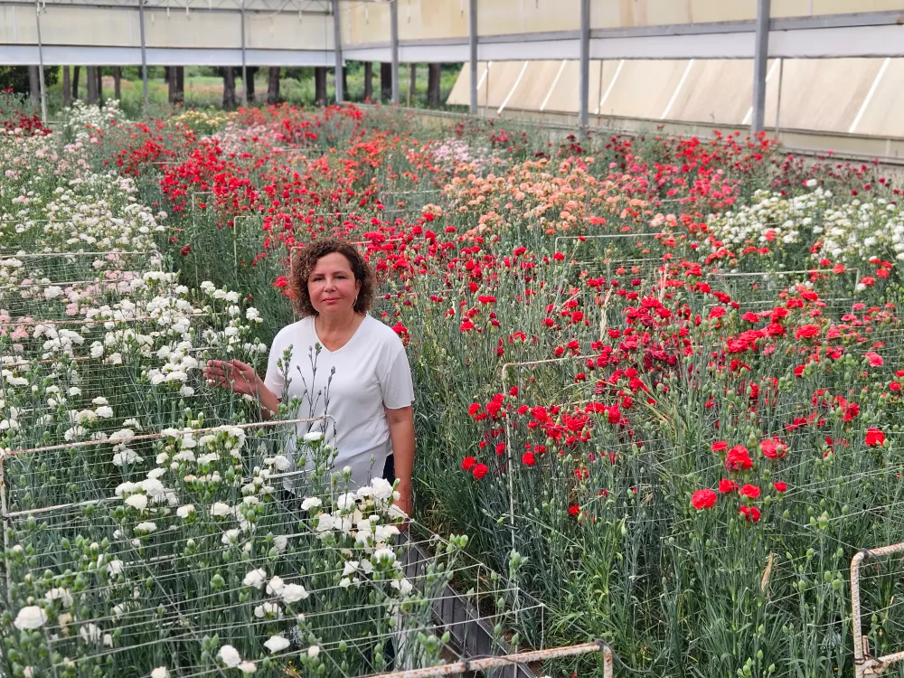 Karanfilde fusarium hastalığına karşı yerli tür