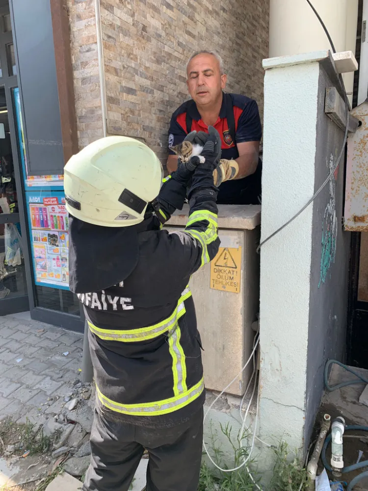 Duvar boşluğuna sıkışan yavru kedi kurtarıldı