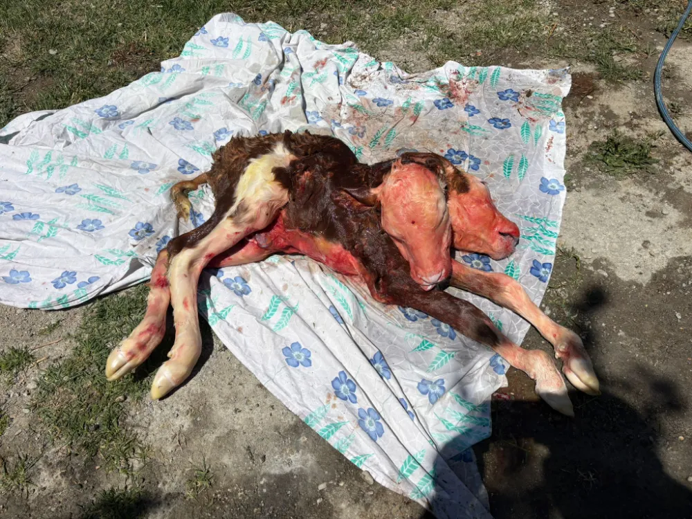 Çift başlı buzağı, ölü doğdu