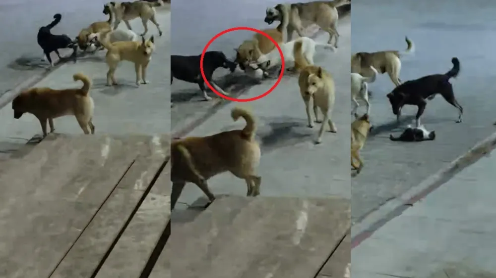 Sokak köpekleri saldırdığı kediyi öldürdü