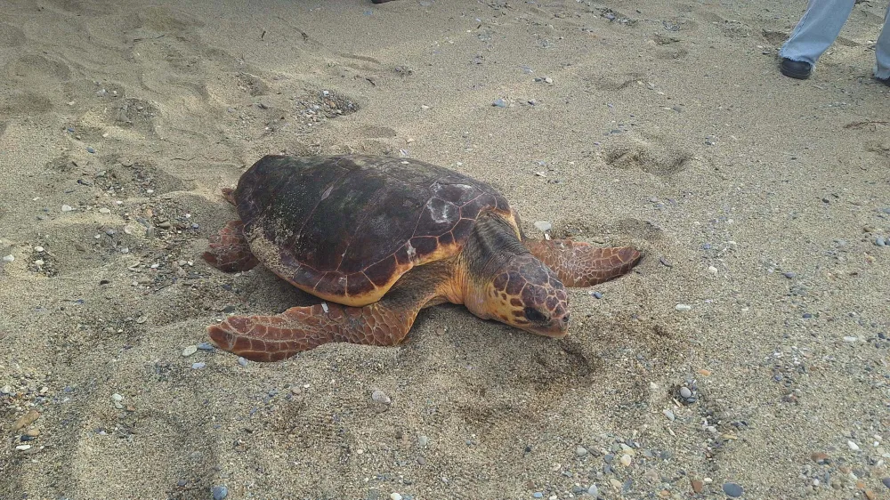 Caretta caretta 