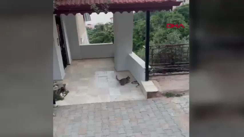 Kedi ile yılanın apartman önündeki kavgası kamerada