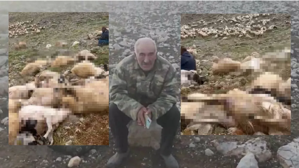 Tunceli’de yaylaya yıldırım düştü; 200 küçükbaş öldü