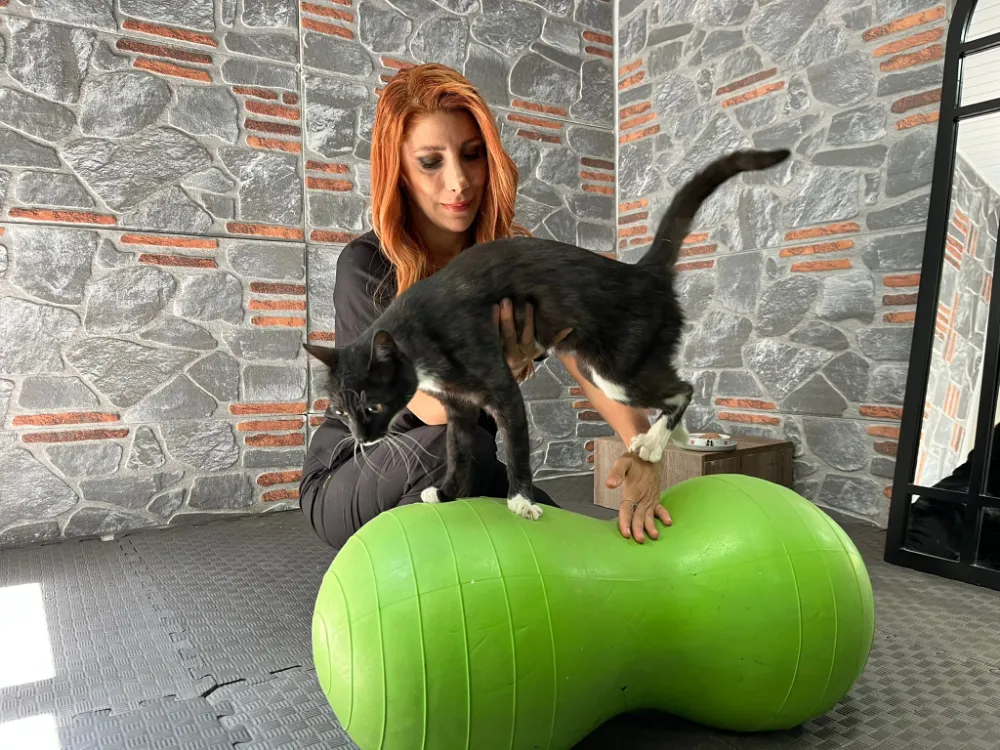 Aracın çarptığı kedi,tedaviyle hayata tutundu